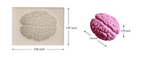Human Brain Silicone Mold